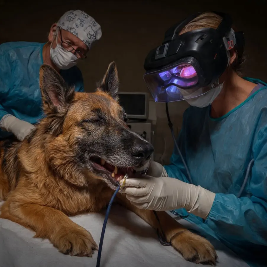 Perrito en endoscopía canina -  Clinica de especialdiades Veterinarias 