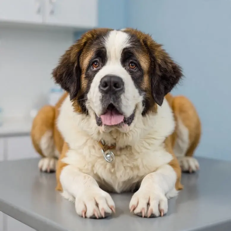 Perro adulto  Clínica Veterinaria El Pinar